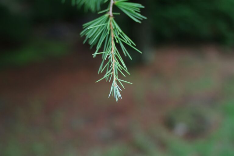 A close up of a pine tree branch